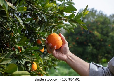 70,412 Picking fruit trees Images, Stock Photos & Vectors | Shutterstock