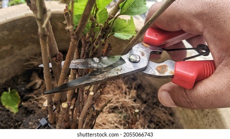 Close Up Hand Of Person Holding Scissors Cut The Branches Of Tree In Garden For Agriculture, Nature Concept.