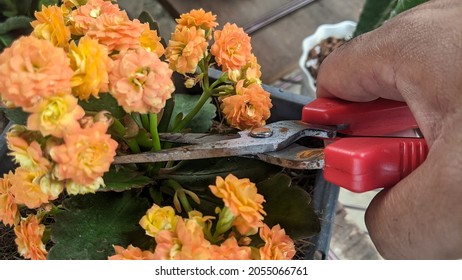 Close Up Hand Of Person Holding Scissors Cut The Branches Of Tree In Garden For Agriculture, Nature Concept.