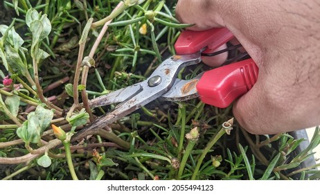 Close Up Hand Of Person Holding Scissors Cut The Branches Of Tree In Garden For Agriculture, Nature Concept.