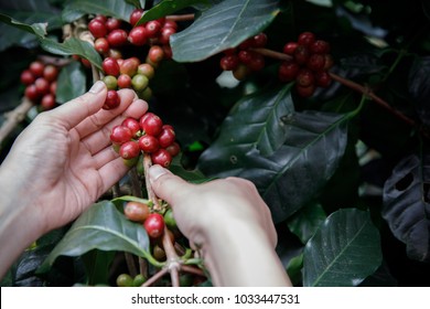 Close Up Hand Picking Coffee Red Beans On Tree