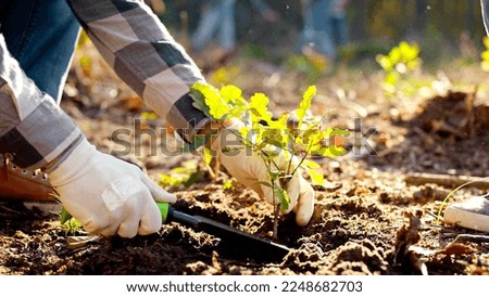 Close up of hand planted in the ground small oak seedling in the woods. The eco ativist plants a young sapling tree. Closeup. Reforestation of the forest. care environment. Top view