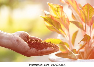 Close up hand putting used coffee grounds as fertilizer to the plant in the potted, Reusing and Environment concept - Shutterstock ID 2170927881