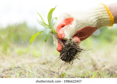 close up of a hand removing a weed