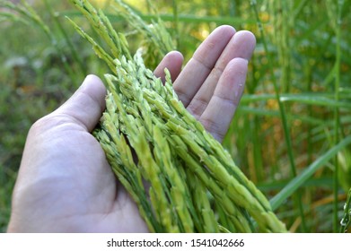 Close up of a hand touching the rice plant in the rice fields. Ear of rice or ear of paddy. Young rice in the field of Thailand.