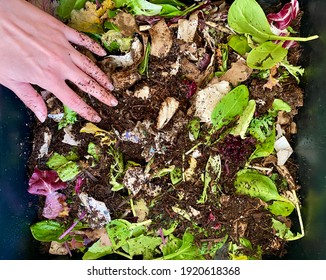 Close up of woman’s hand touching a worm bin with food scraps and paper shreds in a kitchen composing bin. Adding lettuce and fiber to a vermicomposting container with red wigglers (Eisenia fetida).  - Shutterstock ID 1920618368