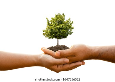 Close Up Hand Of Two People Holding Tree In Soil Isolated On White Background. Planting The Tree, Save World, Or Growing And Environment Concept