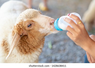 Close Up Hand Of Women Is Feeding Milk Bottle For  Sheep In The Farm. Feed Baby Sheep With Milk Fed From Bottle.