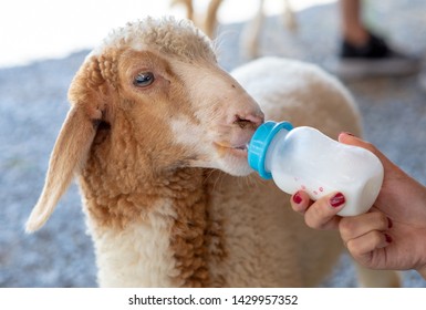 Close Up Hand Of Women Is Feeding Milk Bottle For  Sheep In The Farm. Feed Baby Sheep With Milk Fed From Bottle.