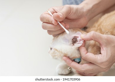 Close Up Hand Women Use Cotton Ear Spinner Cleaning Ear American Shorthair Cat To Cure Disease Ear 
 Mites