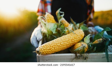 Close up in hands of farmer carries basket with fresh harvest of corn cobs with leaves and peel. Agronomist walks through field in sunshine. Agribusiness and agricultural food industry. Harvesting. - Powered by Shutterstock