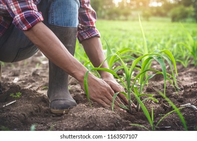 Close up hands of farmer examining young corn in cultivated agricultural field. - Shutterstock ID 1163507107