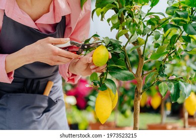 Close up of hands female gardener cultivates lemon tree plant. Take care of greenhouse plant in pots. Scissors and pruning shears for flowers, cut off excess stems or harvesting. - Powered by Shutterstock