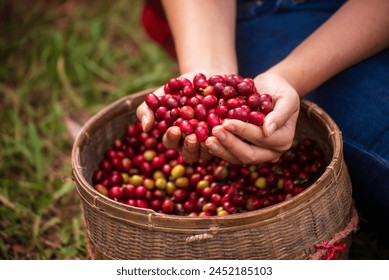 Close up hands harvest red seed in basket robusta arabica plant farm. Coffee plant farm woman Hands harvest raw coffee beans. Ripe Red berries plant fresh seed coffee tree growth in green eco farm - Powered by Shutterstock