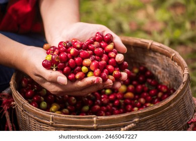 Close up hands harvest red seed in basket robusta arabica plant farm. Coffee plant farm woman Hands harvest raw coffee beans. Ripe Red berries plant fresh seed coffee tree growth in green eco farm - Powered by Shutterstock