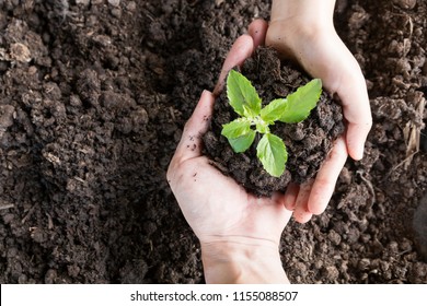close up hands holding and caring green young plant, environment heal earth and save the world concept - Shutterstock ID 1155088507