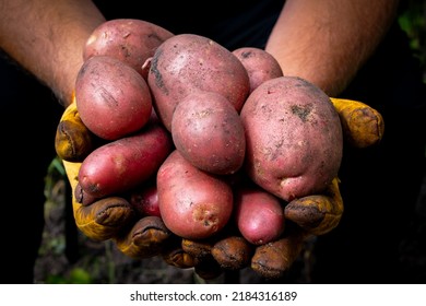 close up hands holding fresh harvest red potatoes  from his own grown garden at home, self-sufficient farm concept. - Shutterstock ID 2184316189