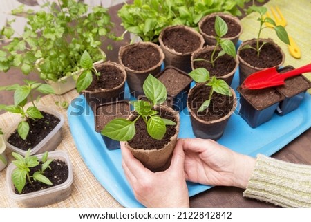 Close up hands with little plant in pot at home. Growing seedling, transplant seeding, planting vegetables, homeplants