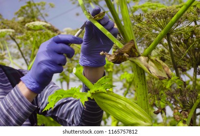 Close up hands of a man cutting sample of a cow-bream and putting it in a petri dish.