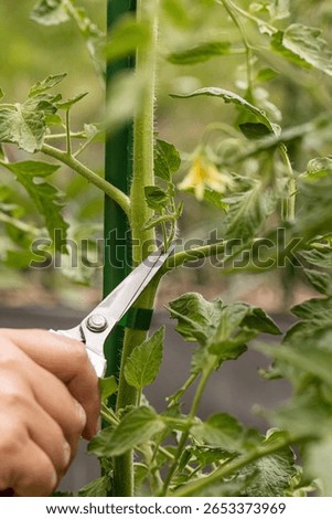 Close up of hands pruning tomato plants with scissors, promoting healthy growth and maximizing yield in a vegetable garden