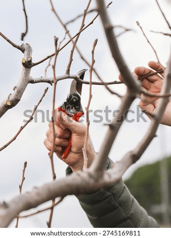 Close up of hands pruning tree branches with garden secateurs in early spring.