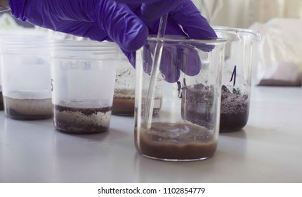 Close Up Hands Of The Scientist In Laboratory Mixing Samples Of The Soil With Water In The Chemical Beakers