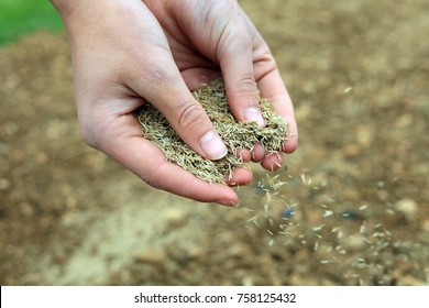 Close Up Of Hands Sowing Grass Seed