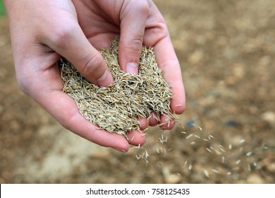 Close Up Of Hands Sowing Grass Seed