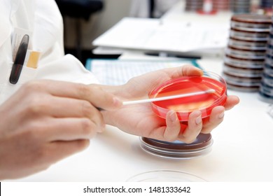 Close Up Of Hands With Swab And Bacteria Culture Dish In Medical Labratory