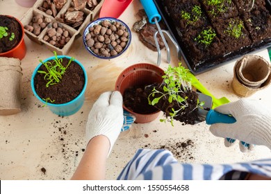 Close Hands Transplanting Plant Into New Stock Photo (Edit Now) 1553667962