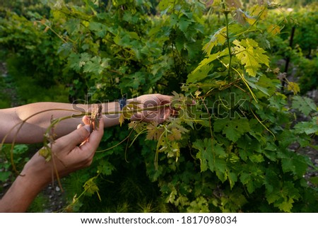 Close up of the hands of a vintner or grape farmer inspecting the grape harvest. Men's hands and vine. Young shoots of grapes with inflorescence and small ovaries of grapes. Future wine harvest