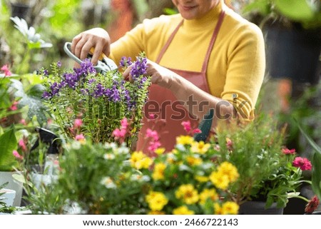 Close up hands  woman care  plant flower in garden. People hobby and freelance gardening indoor at home, natu