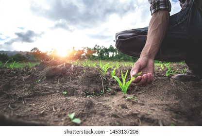 Close Up Hands Of Young Farmer Examining Young Corn Maize Crop Plant In Cultivated Agricultural Field.