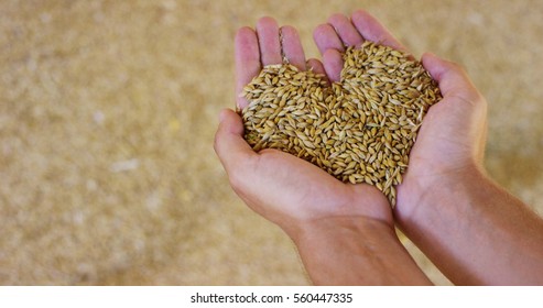 Close up of hands of a young farmer makes the heart of cereals, barley, spelled , to control the quality. feed and bio concept . connection
