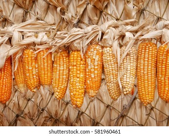 Close up of hanging dried corn
