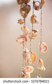 Seashell Hanging Decoration Images Stock Photos Vectors