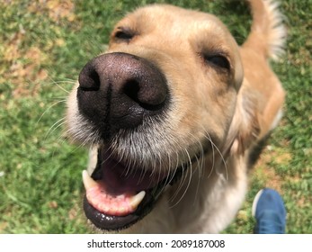 a close up of a happy dog, enjoying the sunshine and great outdoors