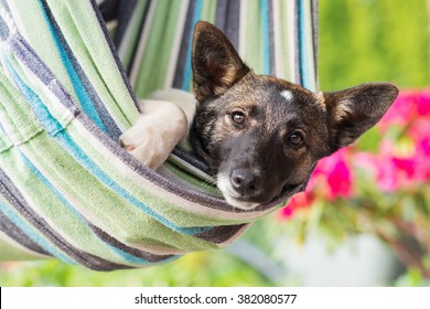 Close up of happy dog lying in striped hammock.