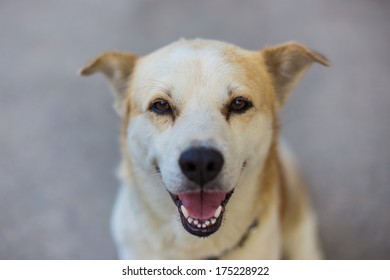 Close Up Happy Dog Smiling