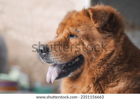 Close Up Happy Face pet dog. animal best friend Сток-фото © 