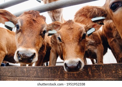 Close Up Of Happy Face Of Red Hairy Jersey Cow Looking Camera.