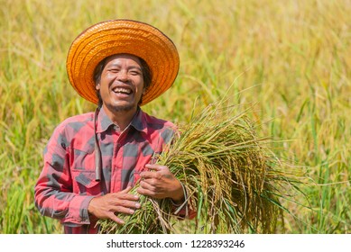 Close up of Happy farmer holding rice and looking at camera in the rice field in hot sunlight. - Shutterstock ID 1228393246
