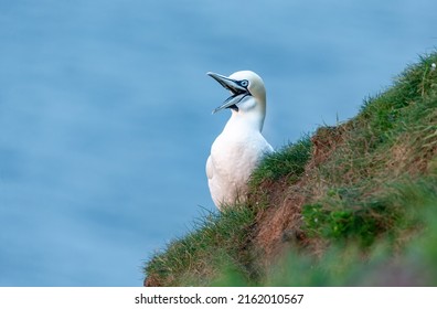 Close up of a happy gannet at Bempton Cliffs, East Yorkshire, UK.  Scientific name: Morus bassanus, Northern gannet laughing with beak open.   Facing left.  Clean blue  background.  Copy space.