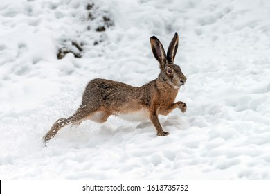 Close up Hare running in the winter field