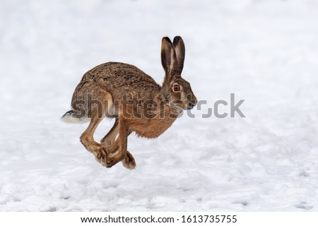 Close up Hare running in the winter field