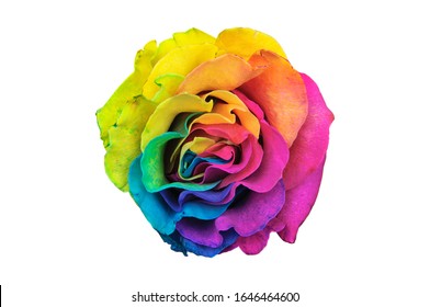 Multicolored Rose Isolated On White Background Stock Photo (Edit Now ...