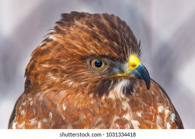 Close up Hawk
