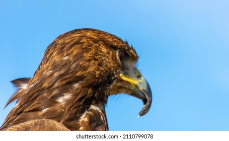 Close Up Of Hawk Head And Upper Body Against A Blue Sky.