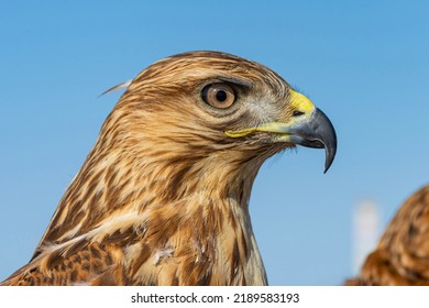 Close Up Of Hawk Head And Upper Body Against A Blue Sky.