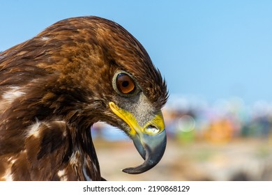 Close Up Of Hawk Head And Upper Body Against A Blue Sky. Bird Of Prey Portrait.